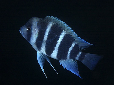 Cyphotilapia gibberosa 'Kantalamba'